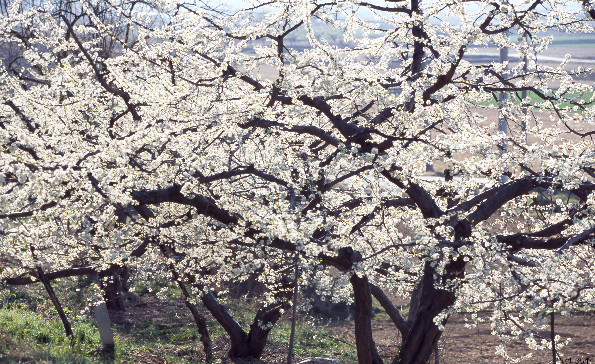 다운로드 불가 이미지