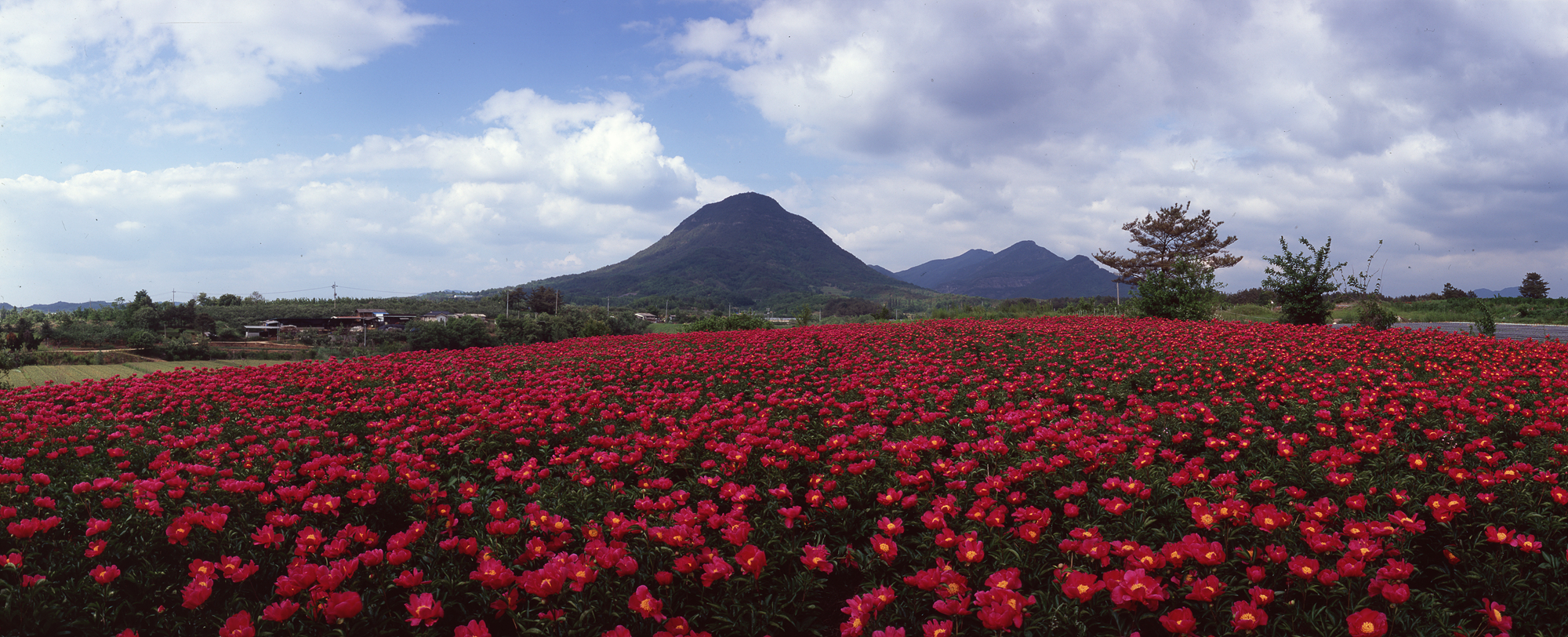 다운로드 불가 이미지