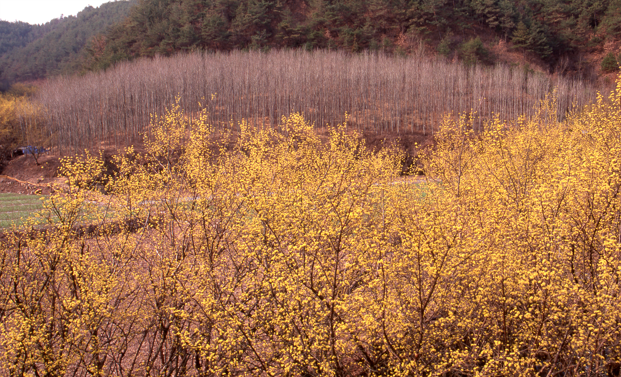 다운로드 불가 이미지