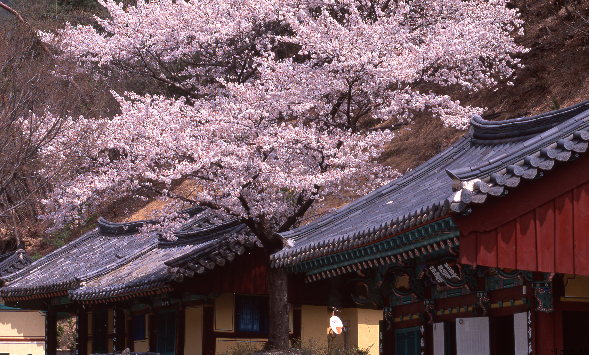 다운로드 불가 이미지