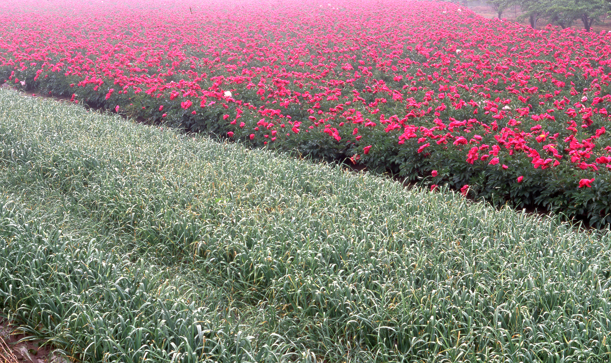 다운로드 불가 이미지