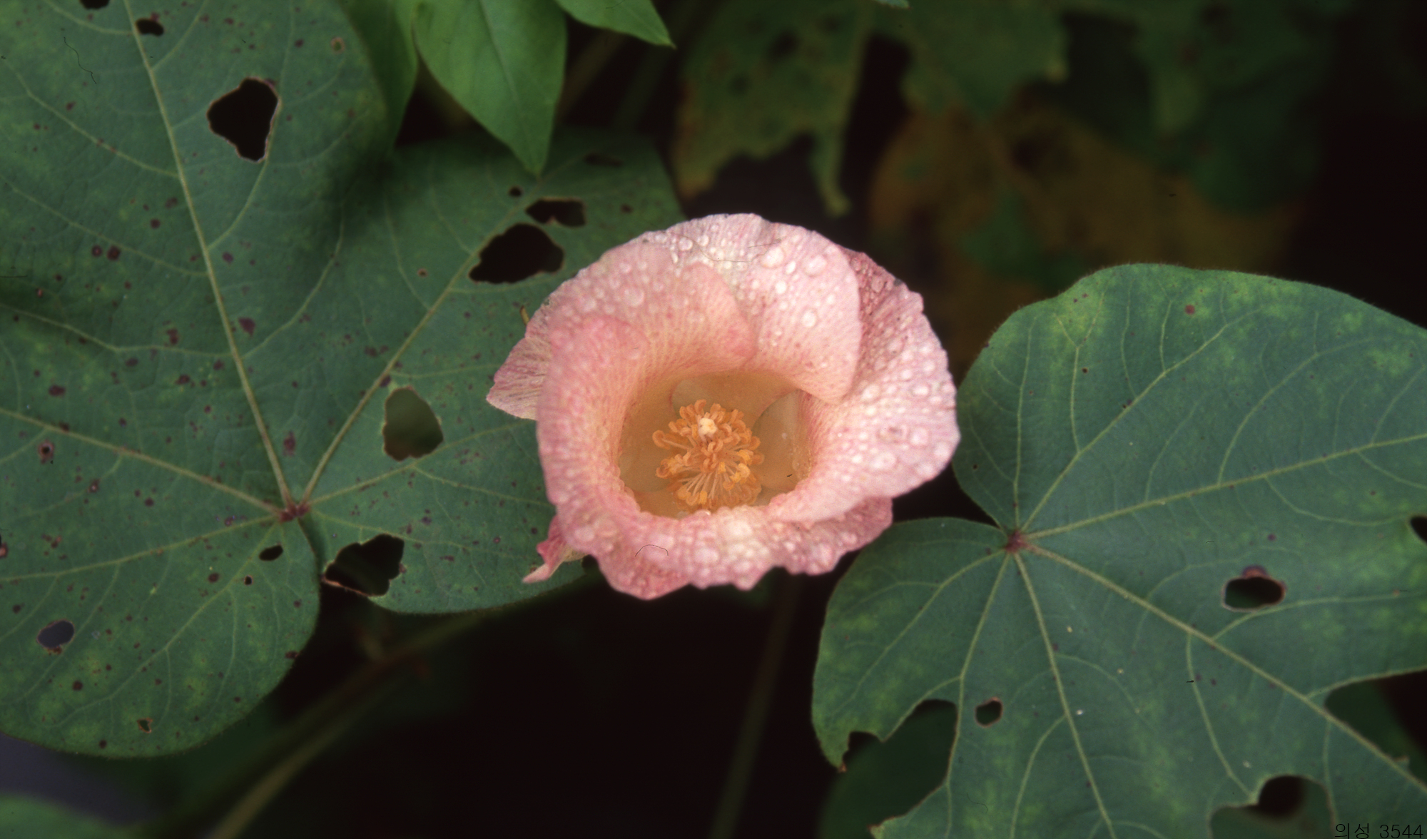 다운로드 불가 이미지