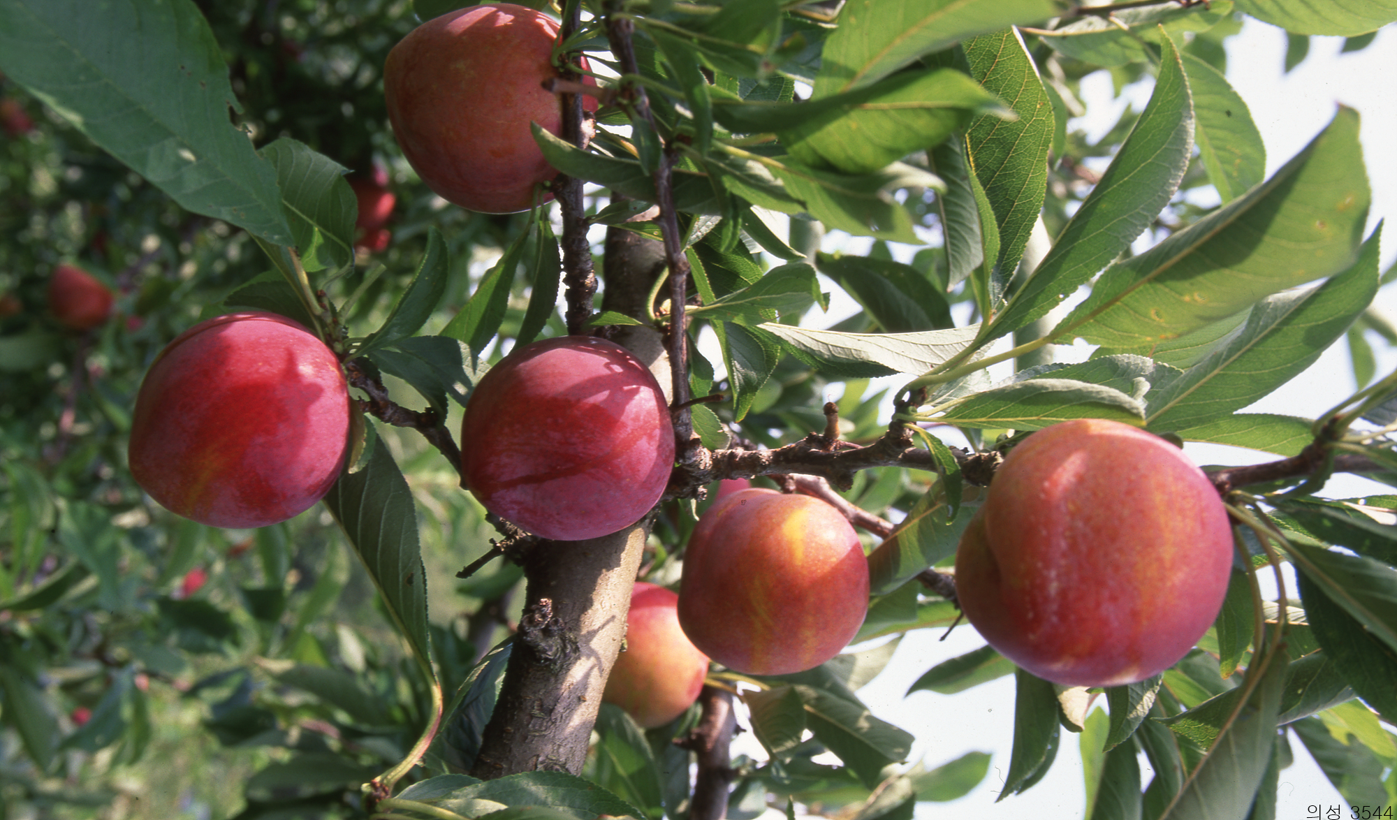 다운로드 불가 이미지