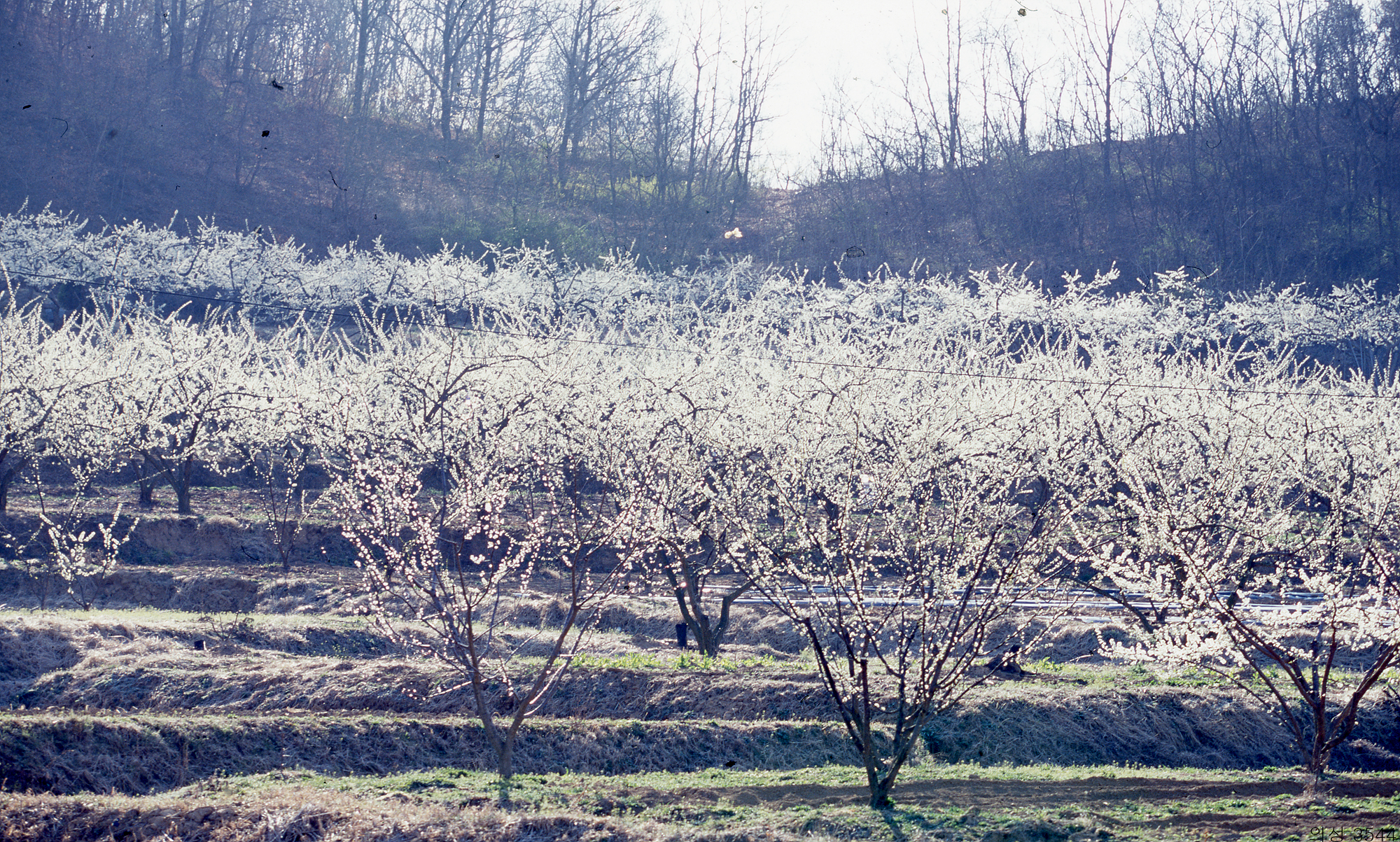 다운로드 불가 이미지