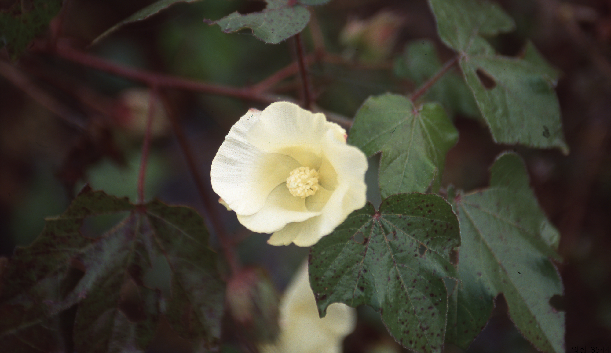 다운로드 불가 이미지