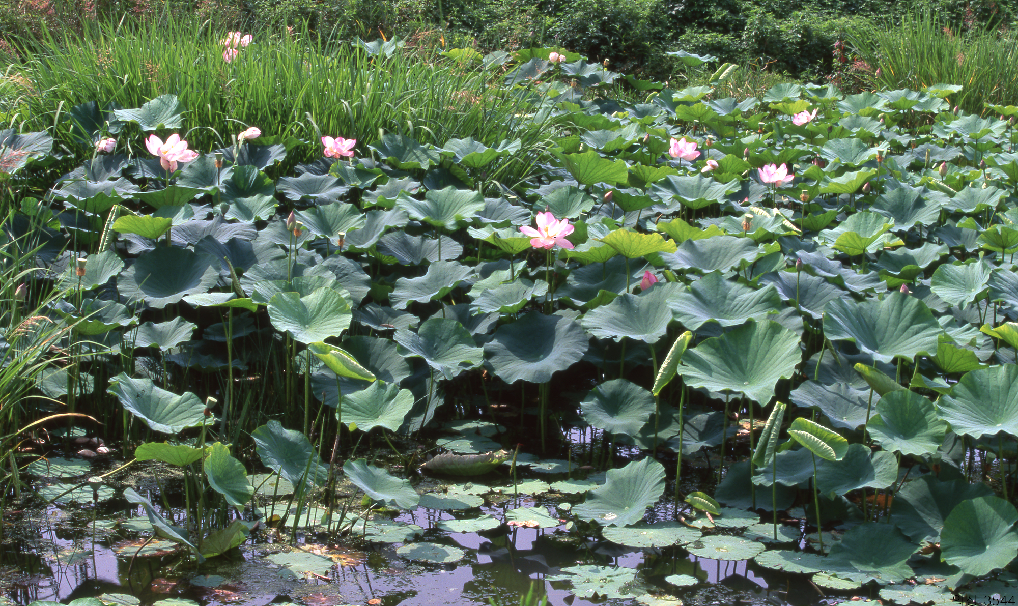 다운로드 불가 이미지