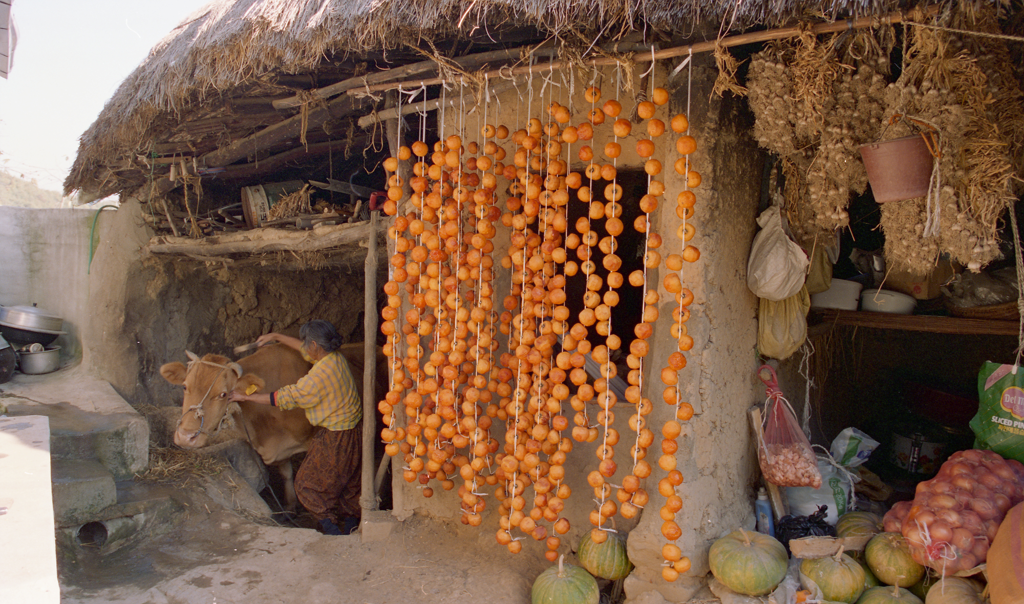 다운로드 불가 이미지