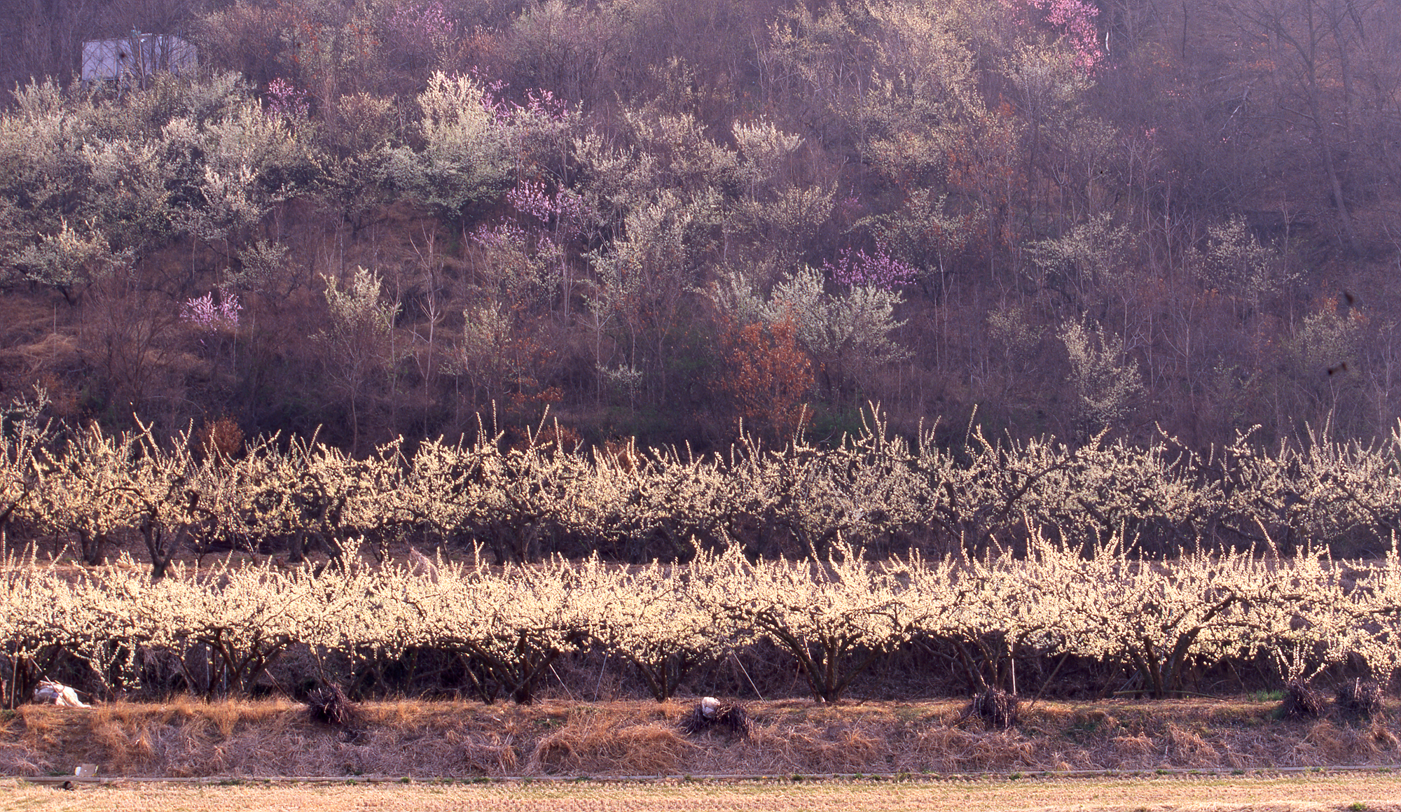 다운로드 불가 이미지