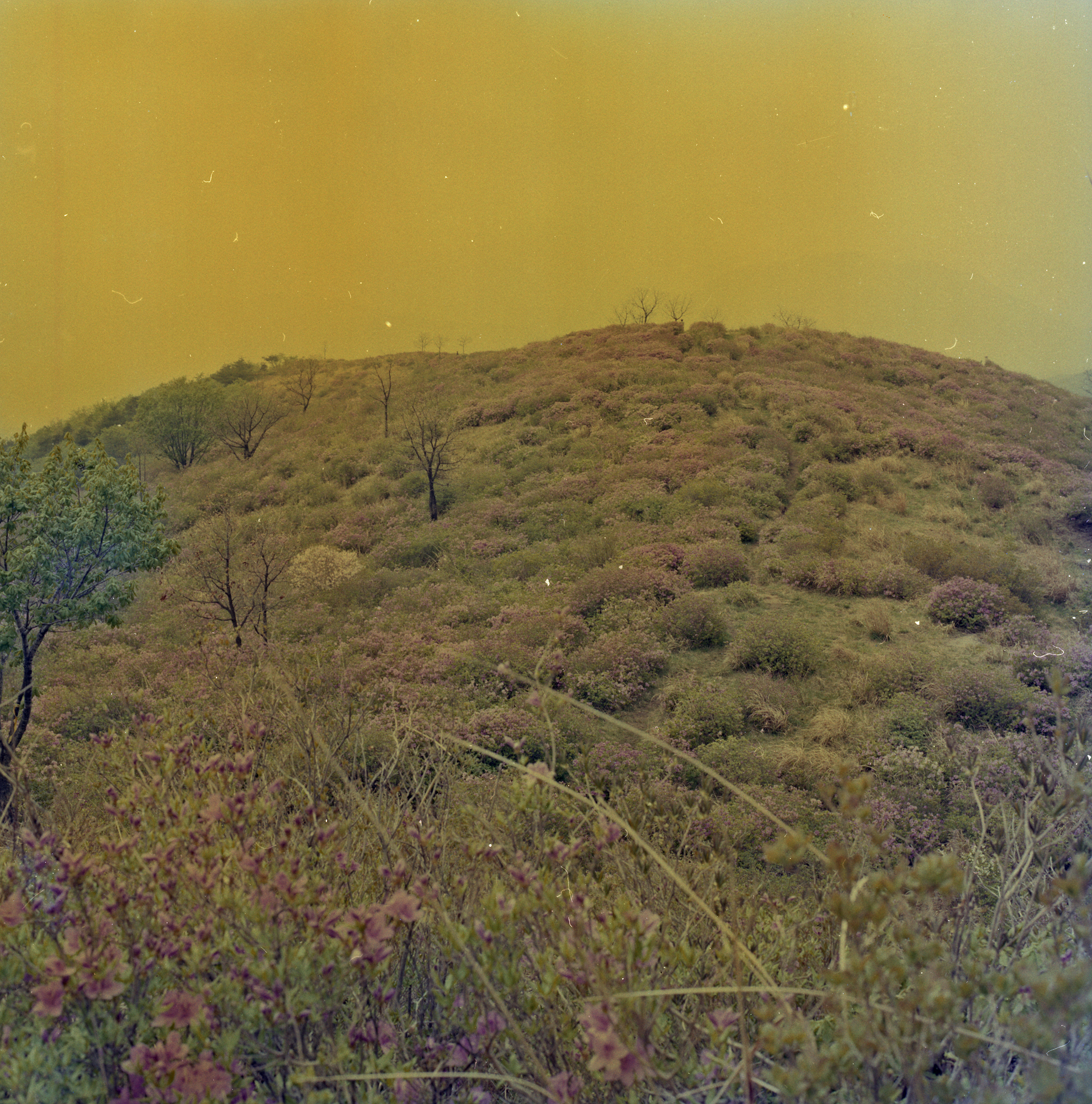 다운로드 불가 이미지