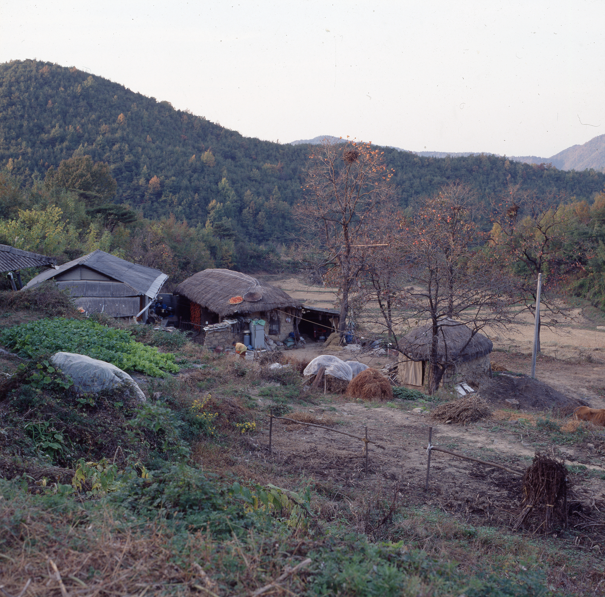 다운로드 불가 이미지