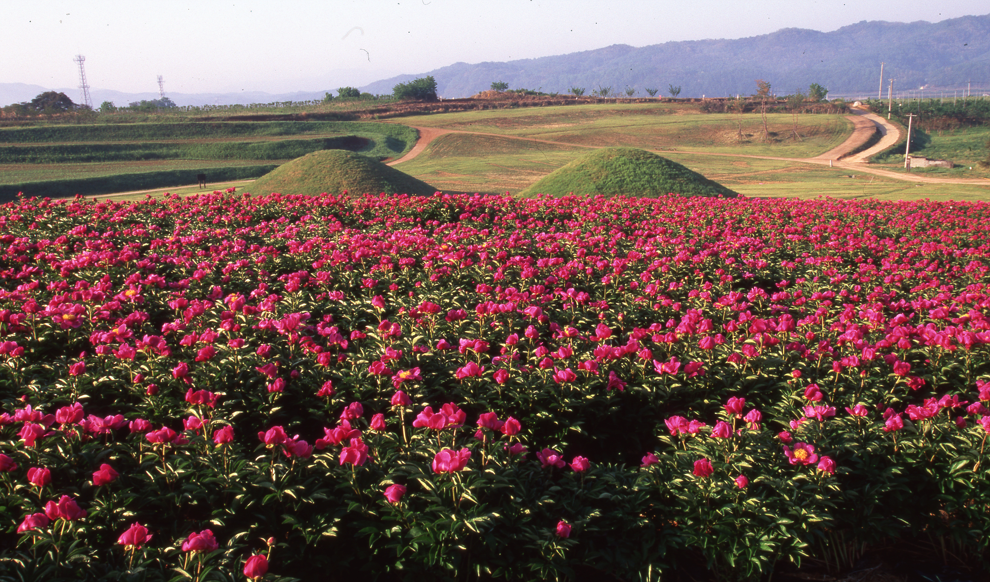 다운로드 불가 이미지