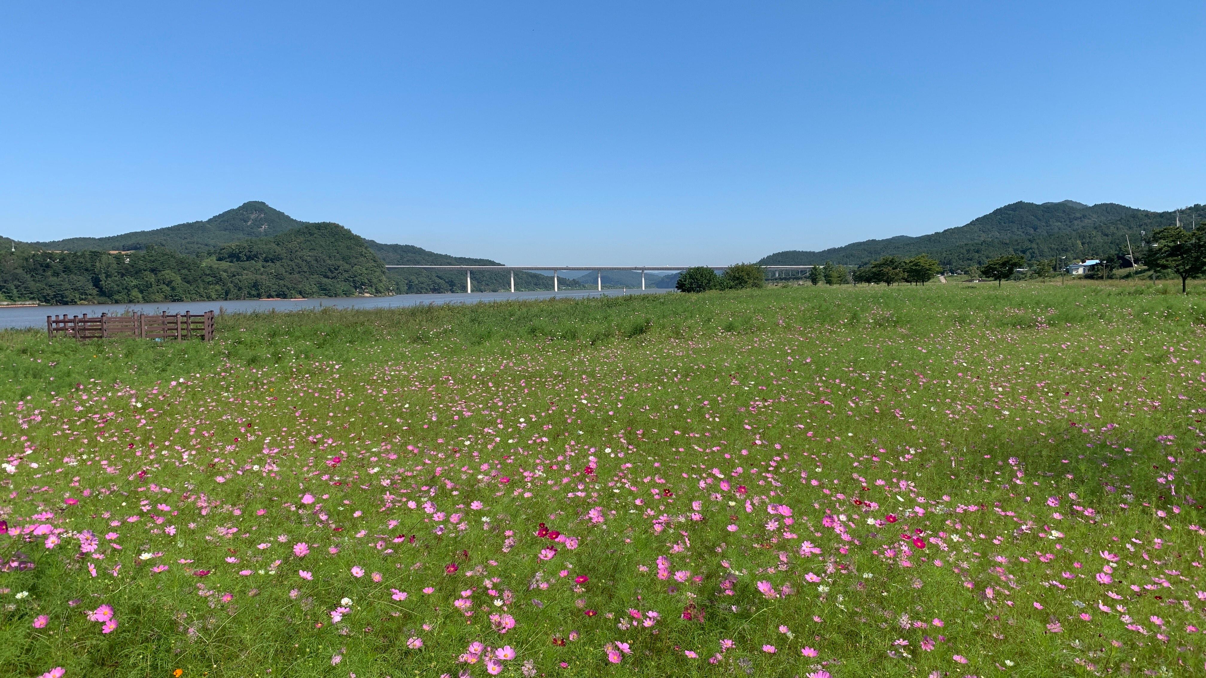 2022 단밀면 낙단보 수변공원 코스모스 풍경